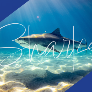 Shark Cage Dive